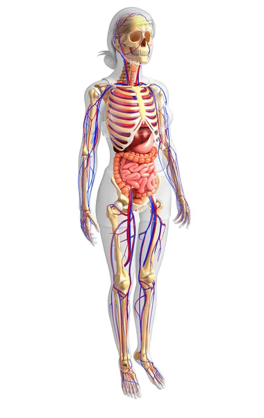 Female skeletal, digestive and circulatory system — Stock Image Female skeletal, digestive and circulatory system Stock Photo