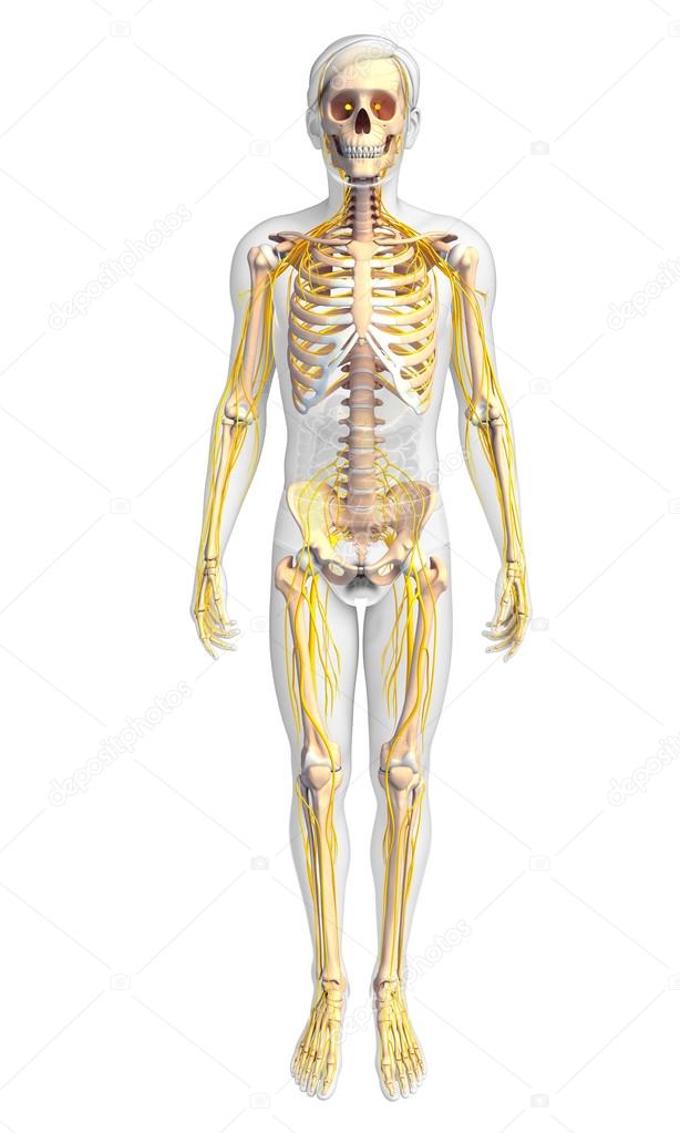 Male skeleton and nervous system artwork