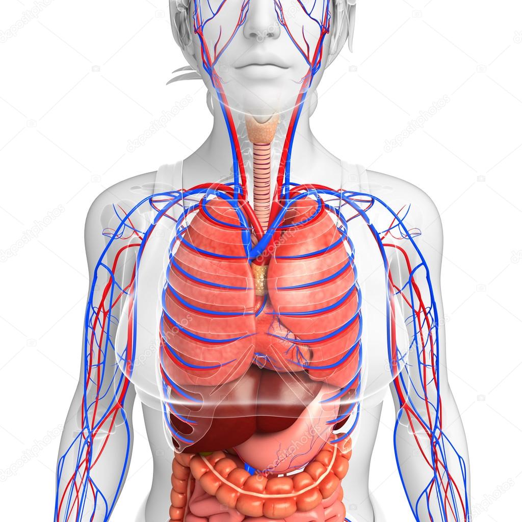 Digestive and circulatory system of female body