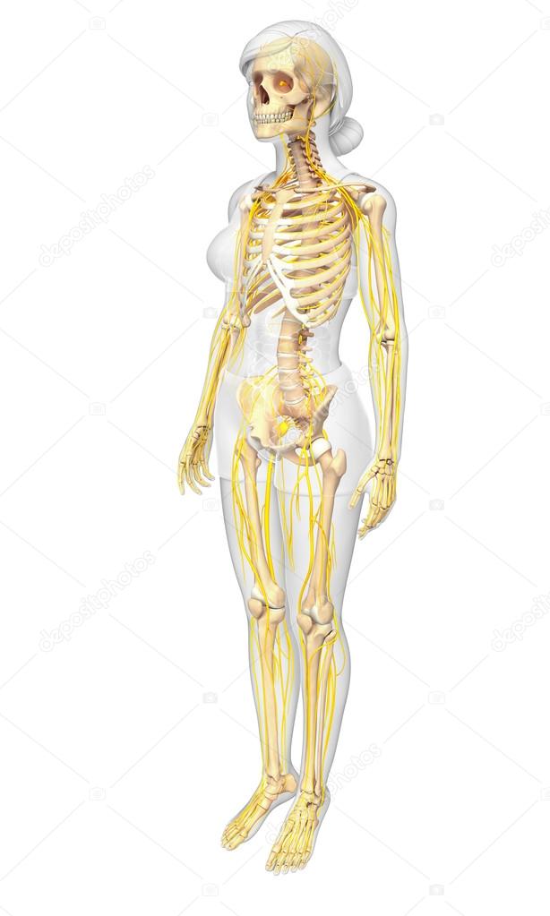 Nervous system of female skeleton artwork