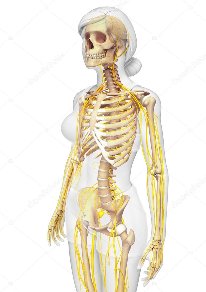 Nervous system and female skeleton artwork