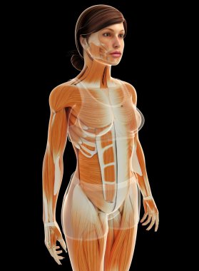 kadın kas anatomisi