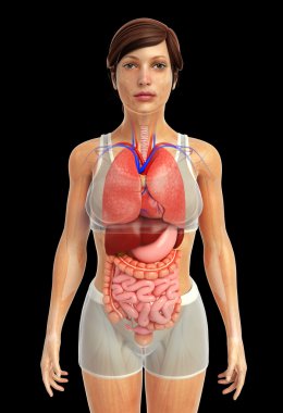 sindirim sistemi sanat