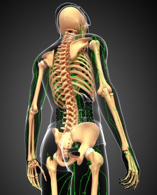 Lenfatik sistem erkek iskelet sanat