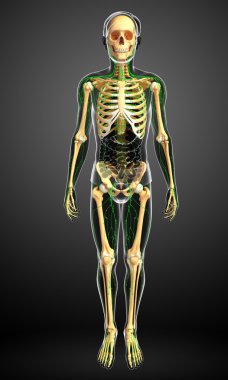 Lenfatik sistem erkek iskelet sanat