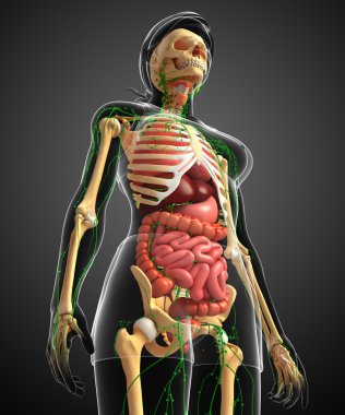 Lenfatik, iskelet ve sindirim sistemi kadın bedeni sanat