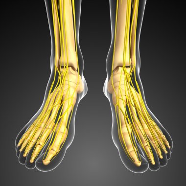 Sinir sistemi ve ayak iskelet resmi