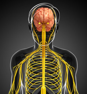 Erkek sinir sistemi sanat