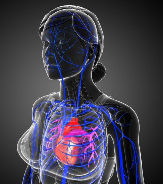 kadın kalp anatomisi