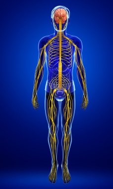 Erkek sinir sistemi sanat