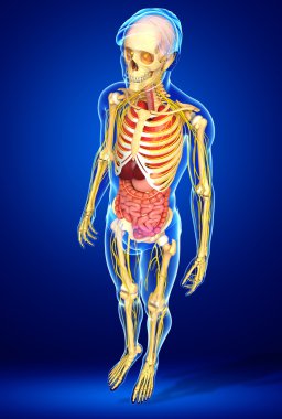 Erkek iskelet sinir ve sindirim sistemi resimler