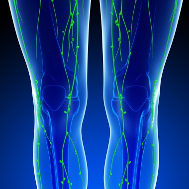 Lenfatik sistem insan vücudunun