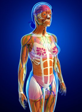 kadın kas anatomisi