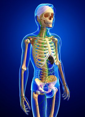 Lenfatik sistem insan iskelet sanat