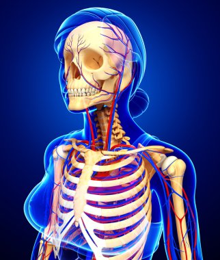 kadın iskelet dolaşım sistemi