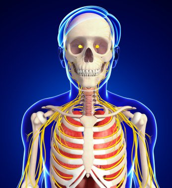 Erkek iskelet sinir ve sindirim sistemi resimler