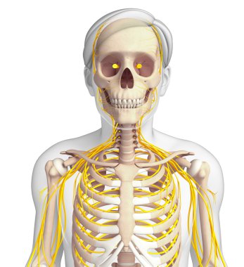 Erkek göğüs kafesi ve sinir sistemi sanat