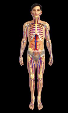 kadın kalp anatomisi