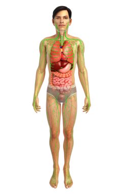 İnsan sindirim sistemi