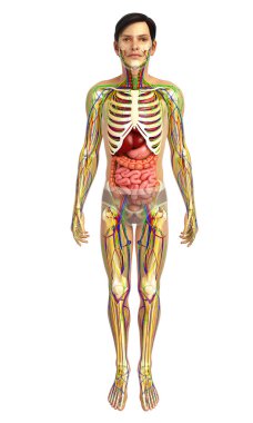 İnsan sindirim sistemi