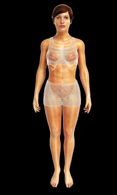 kadın kas anatomisi