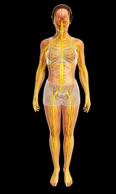 İnsan sinir sistemi sanat