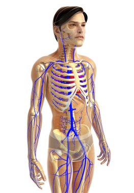 kadın kalp anatomisi