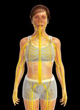 İnsan sinir sistemi sanat