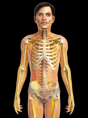 İnsan sinir sistemi sanat