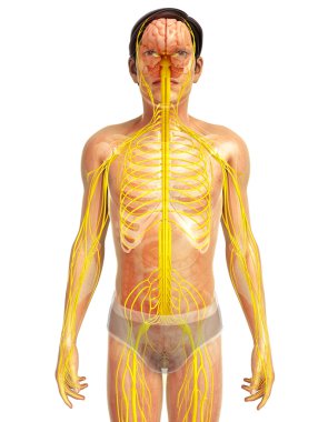 İnsan sinir sistemi sanat