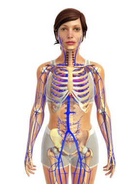kadın kalp anatomisi