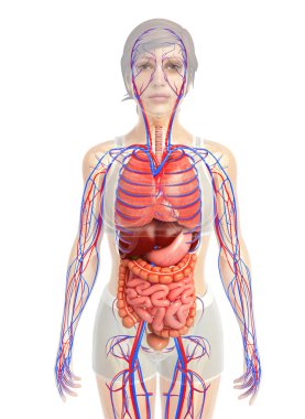 İnsan sindirim sistemi