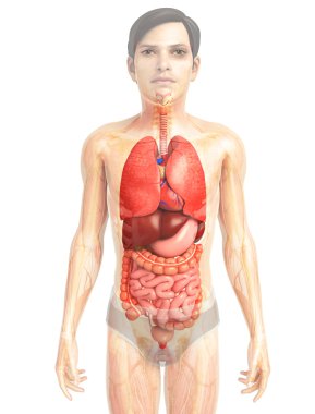 İnsan sindirim sistemi