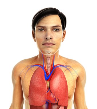 insan solunum sistemi