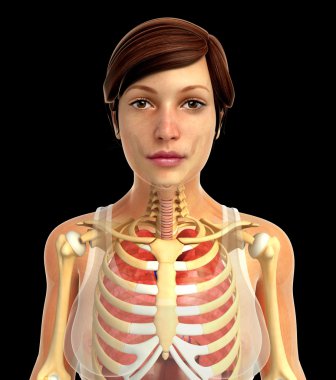 insan solunum sistemi