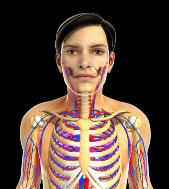 kadın kalp anatomisi