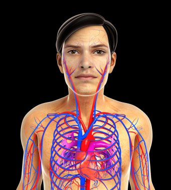 kadın kalp anatomisi