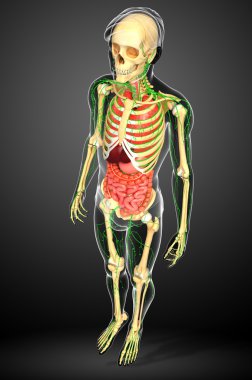 Lenfatik, iskelet ve sindirim sistemi insan vücudunun sanat