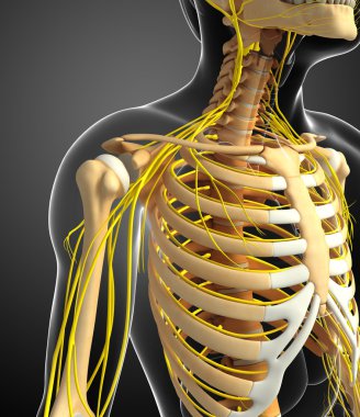 Sinir sistemi ve erkek göğüs kafesi resimler