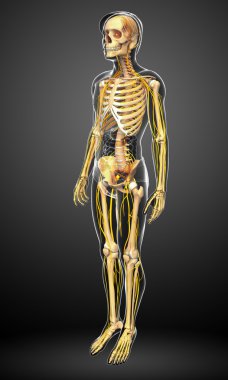 Erkek iskelet ve sinir sistemi sanat