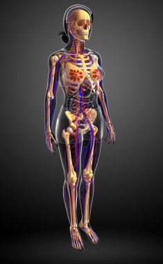 kadın iskelet dolaşım sistemi