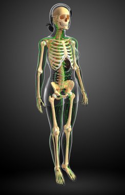 Lenfatik sistem kadın iskelet sanat