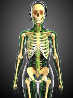 Lenfatik sistem insan iskelet sanat