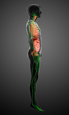 Lenfatik ve sindirim sistemi erkek vücut sanat