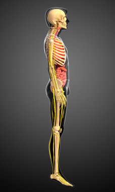 Erkek iskelet sinir ve sindirim sistemi resimler