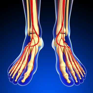 insan bacak dolaşım sistemi