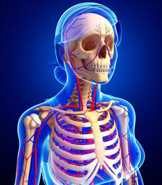 kadın iskelet dolaşım sistemi