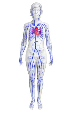 kadın kalp anatomisi