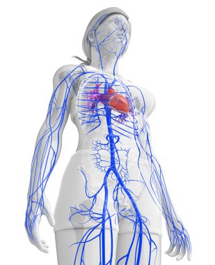 kadın kalp anatomisi