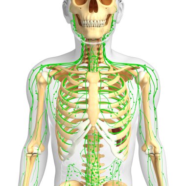 Lenfatik sistem erkek iskelet sanat